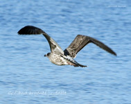 Goeland argente juvenile_7029.jpg